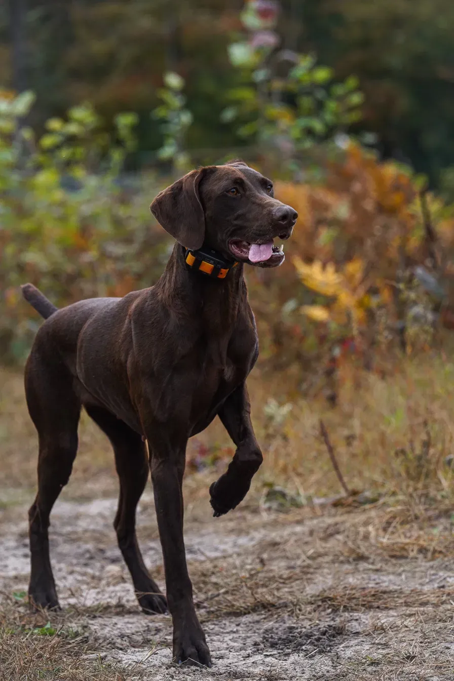 A chocolate-brown pointer standing mid-step on a dirt path with autumn foliage behind it.