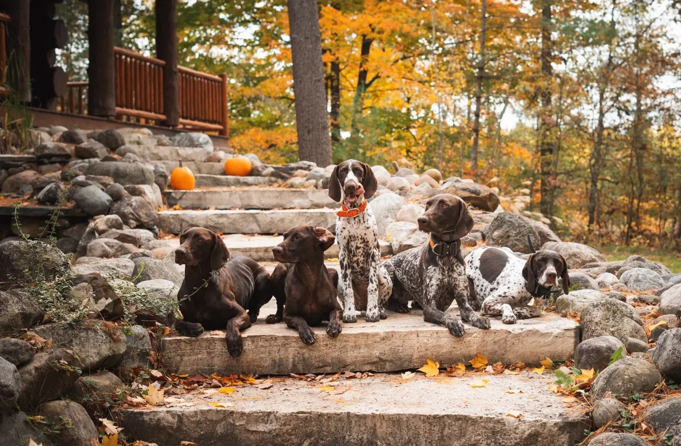 Five dogs resting on stone steps in front of a log cabin in autumn.