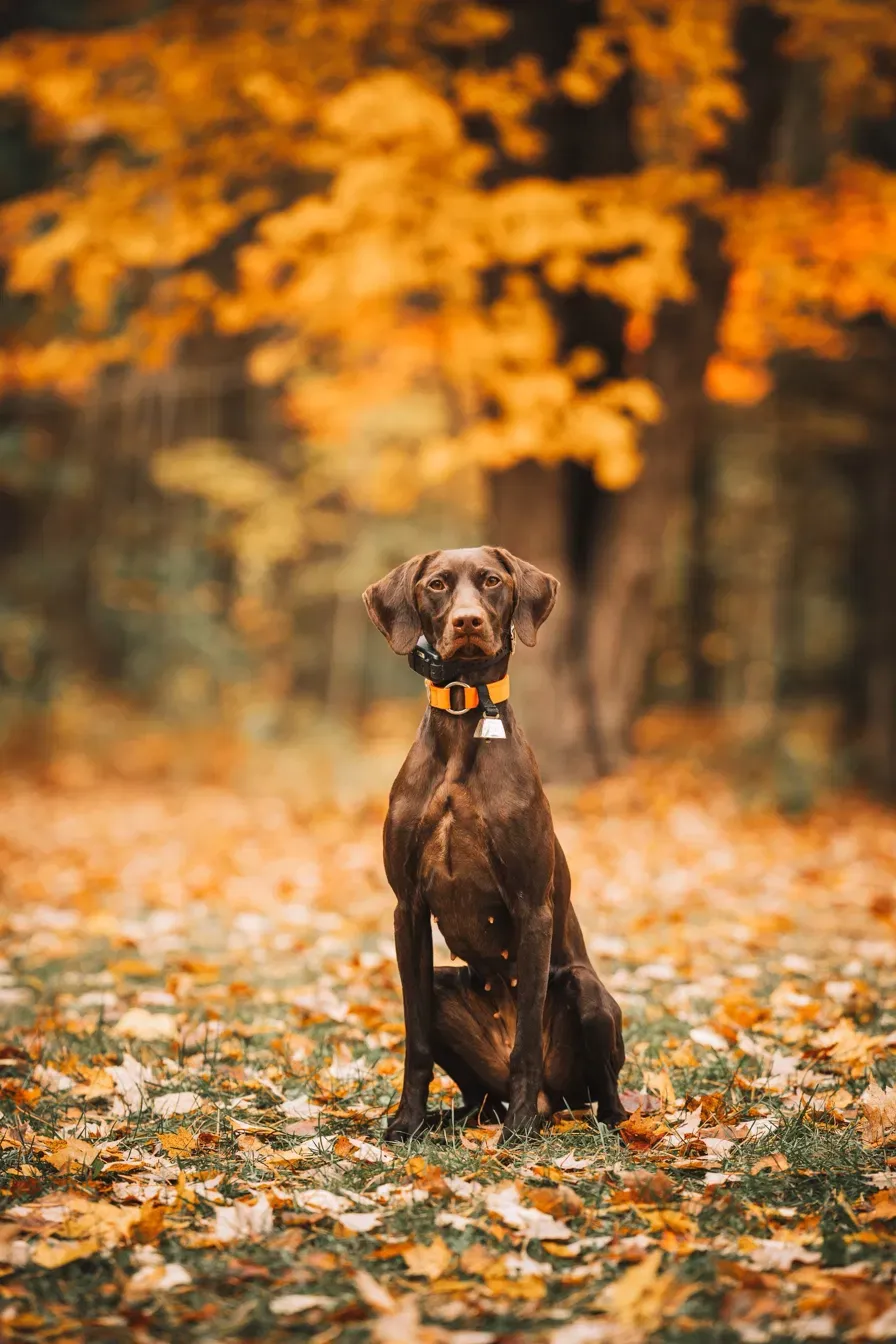 A brown dog sitting upright among fallen autumn leaves, wearing an orange collar with a bell.