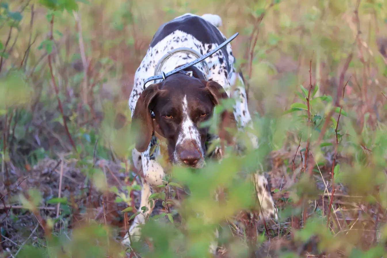 A liver-and-white spotted dog walking through low brush and looking at the camera.