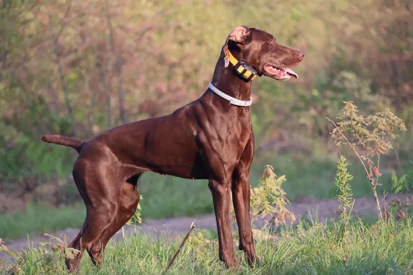 A brown dog standing in profile in golden evening light.