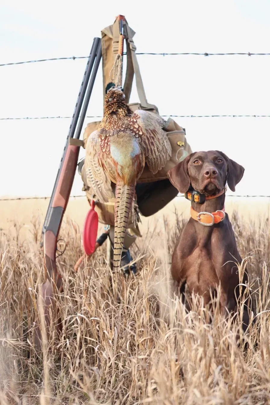 A brown dog sitting in tall dry grass beside a hunting bag with a pheasant hanging from it.
